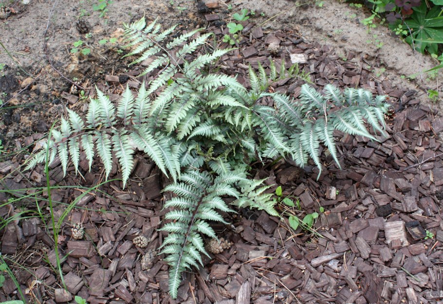 Кочедыжник ниппонский Pewter Lace