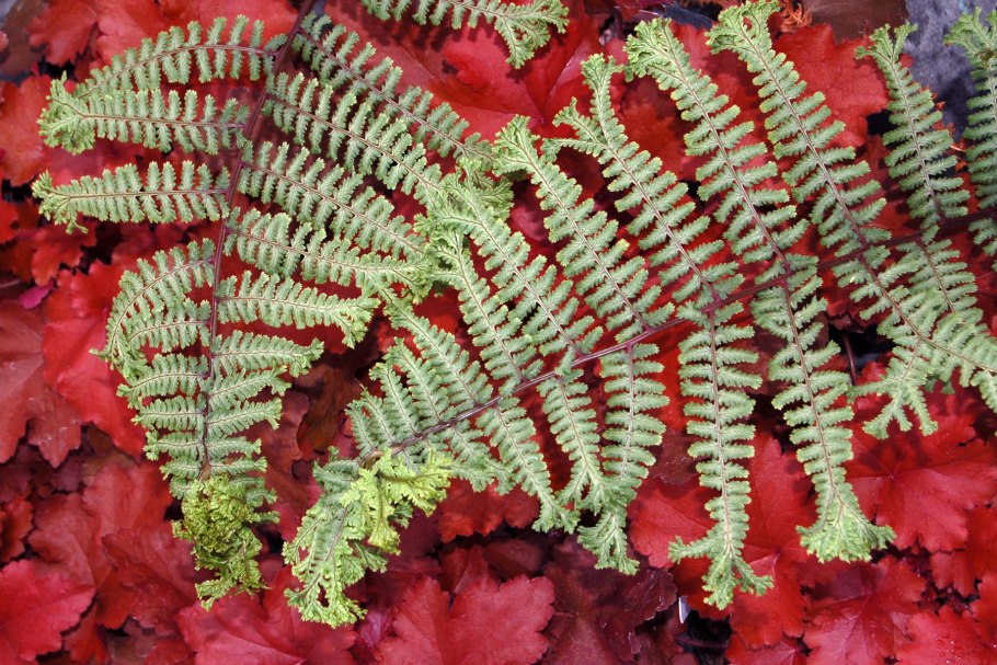 Папоротник Ундулата