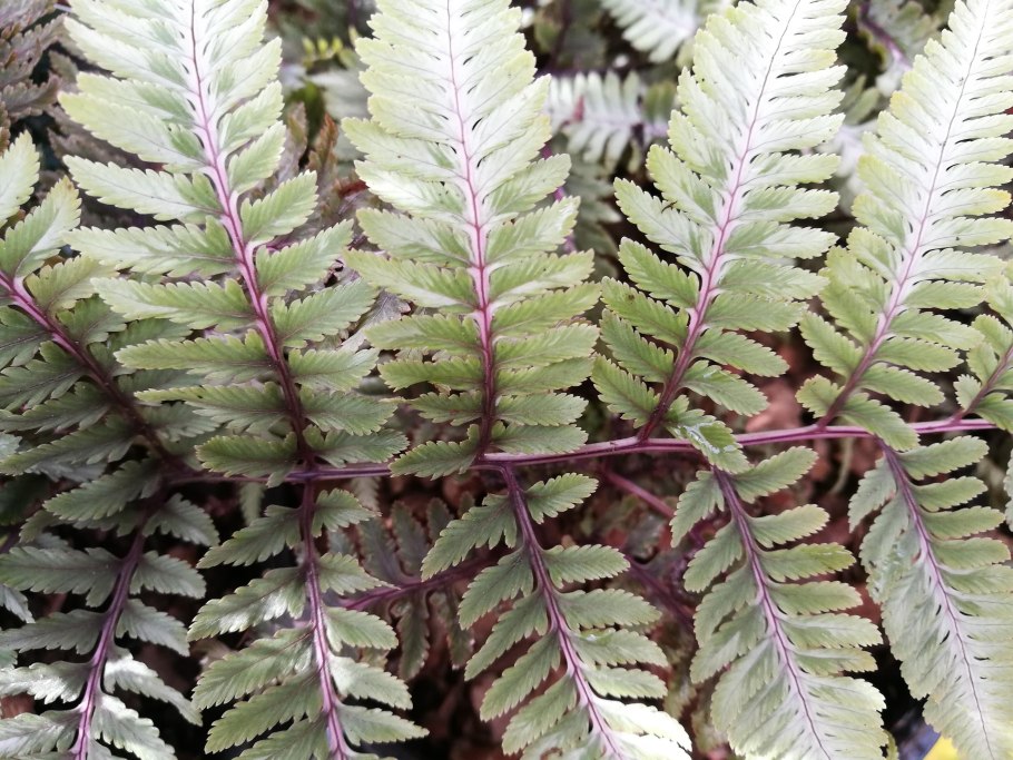 Athyrium кочедыжник Oceans