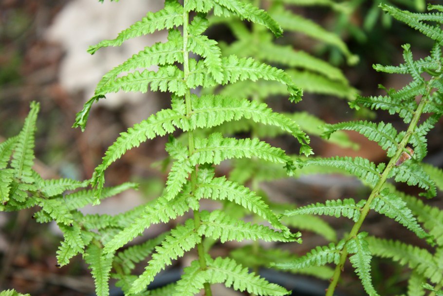 Папоротник athyrium filix-femina