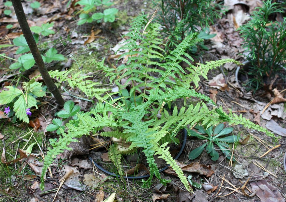 Кочедыжник обыкновенный