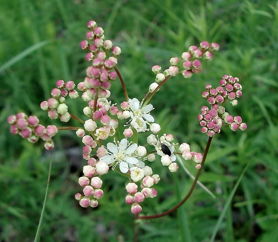 Бобовые травы