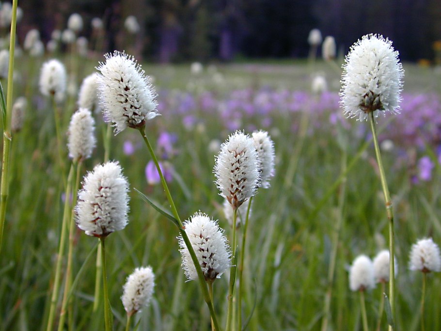 Дикий Горец растение