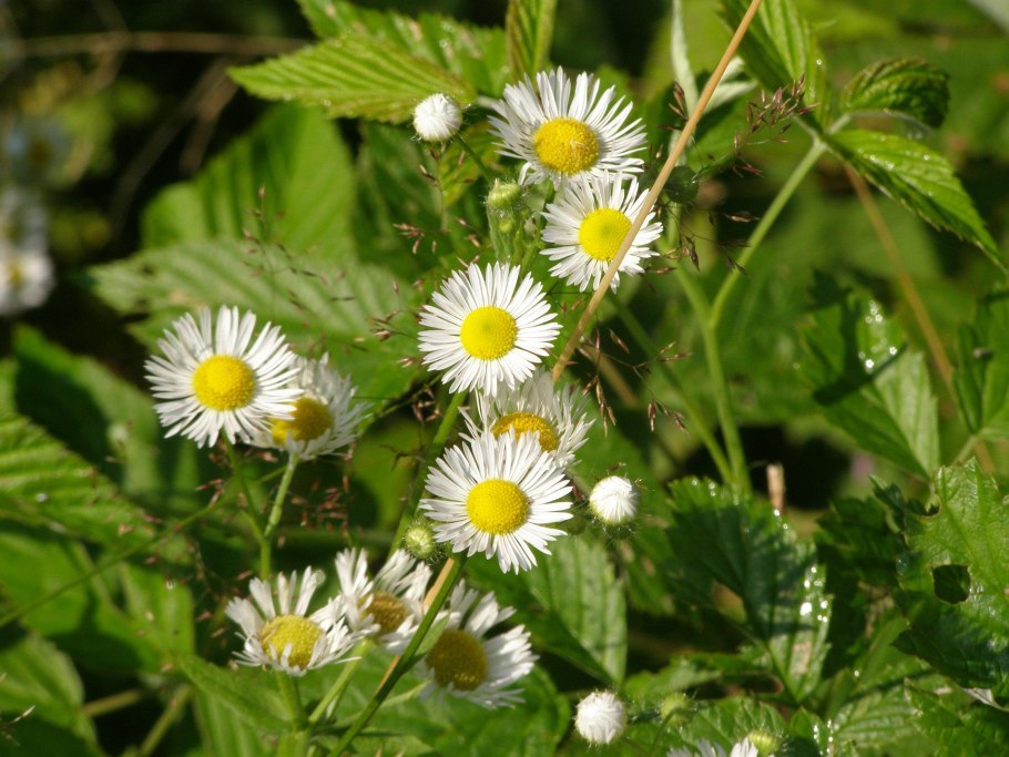 Сорняк Астра