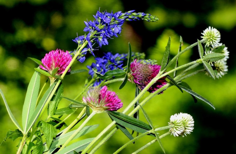 Красивые цветы дикоросы