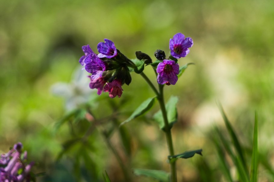 Дикоросы полевые