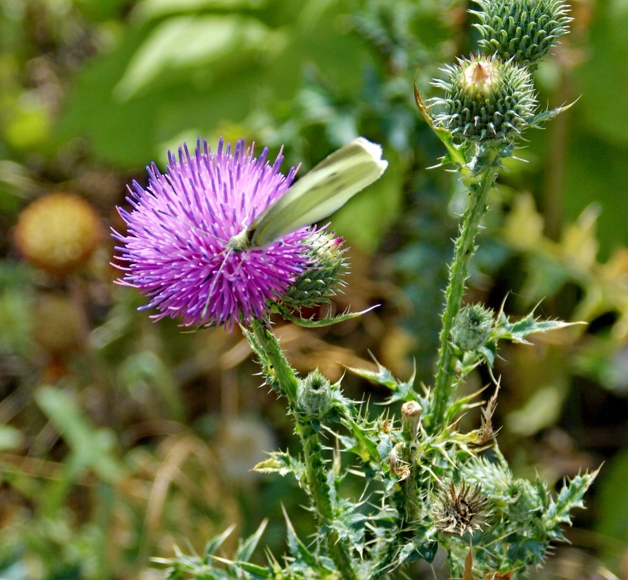 Татарник колючий сорняк