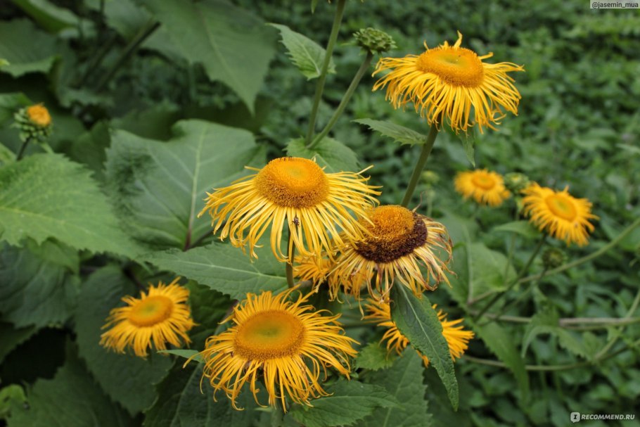 Девясил Inula Helenium