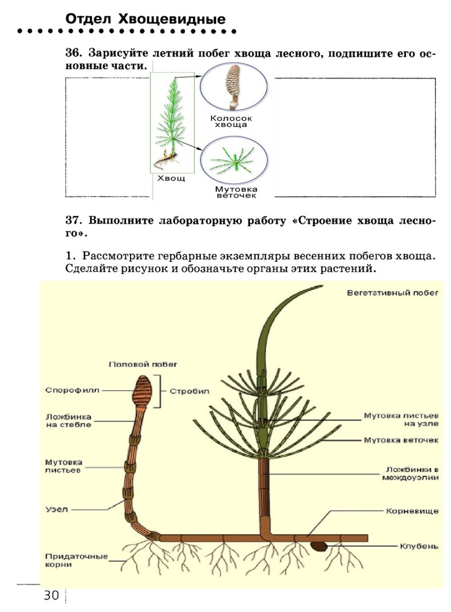 Спороносный побег хвоща