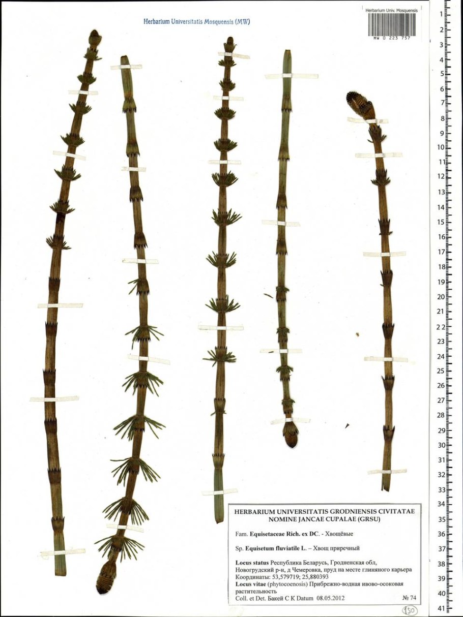 Хвощ зимующий Equisetum hyemale