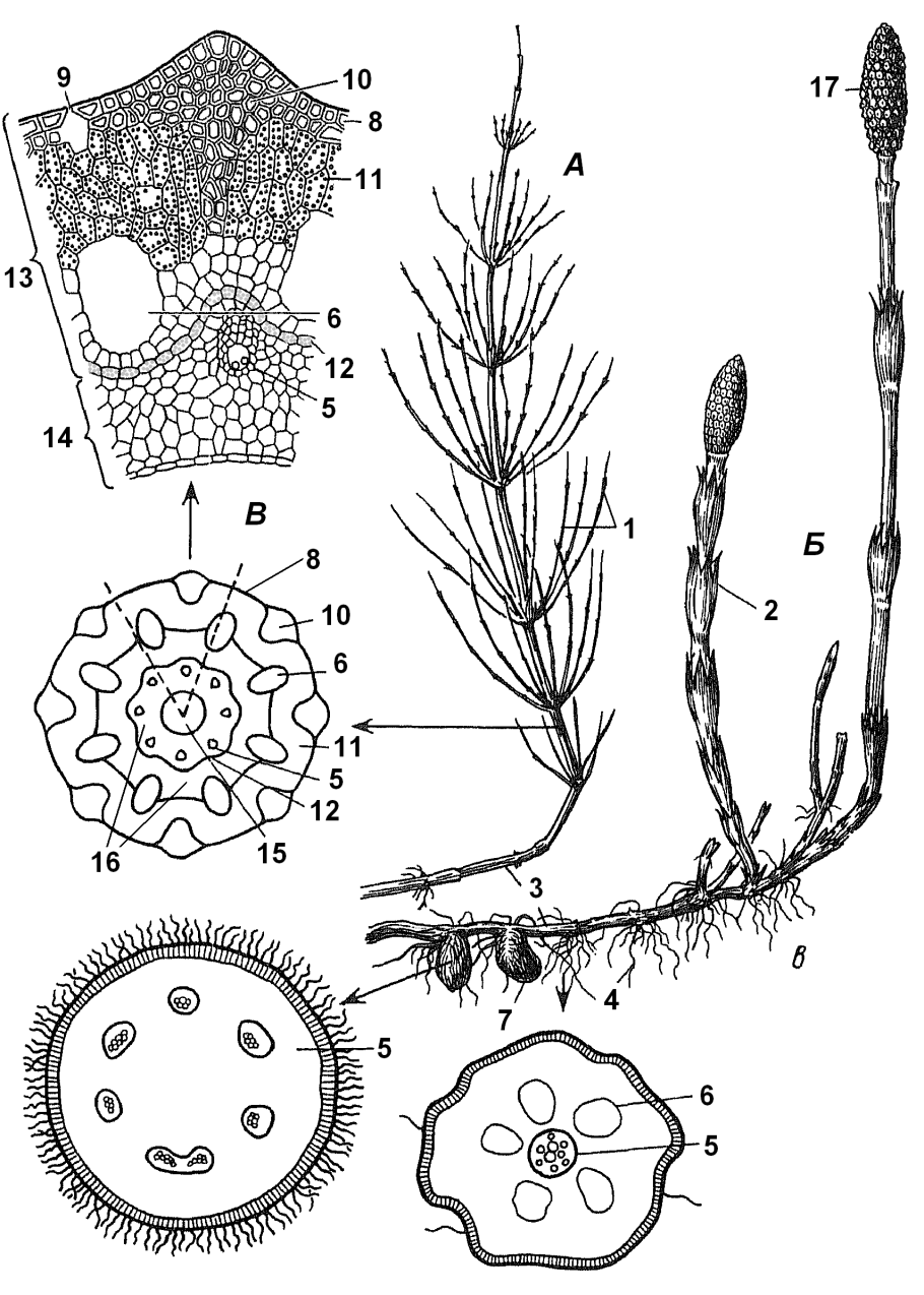 Хвощ полевой корневище