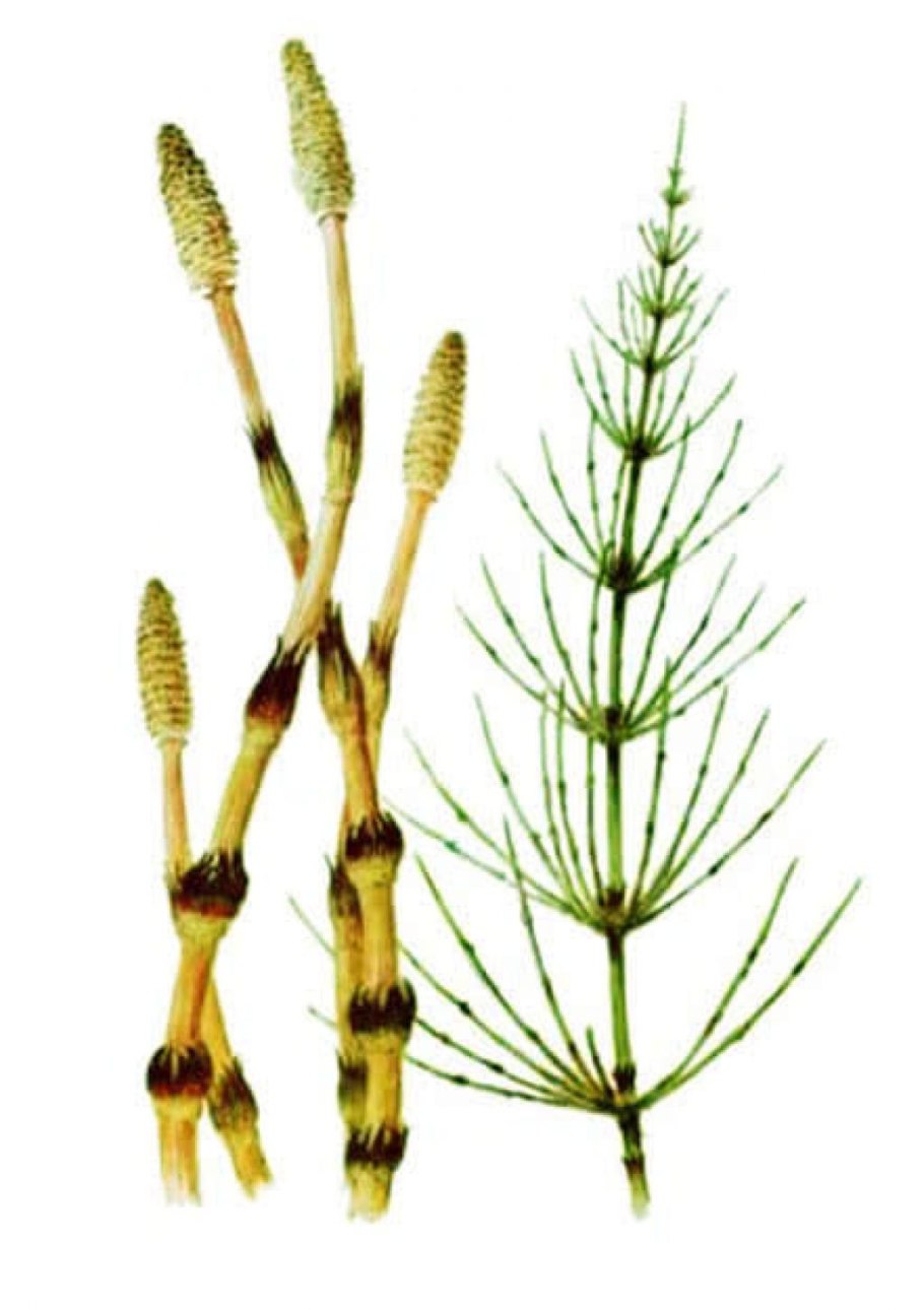 Хвощ полевой Фармакогнозия