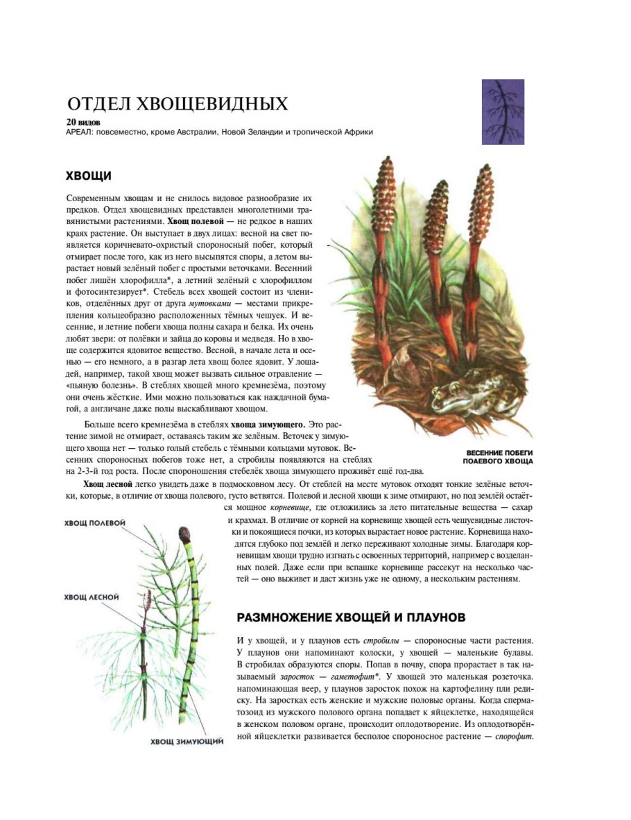 Корни хвощевидных