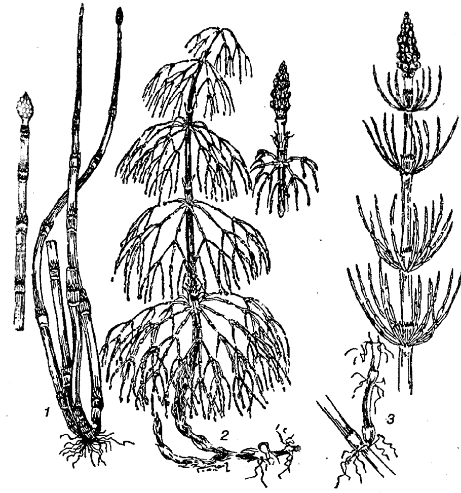 Хвощ полевой Equisetum arvense l.
