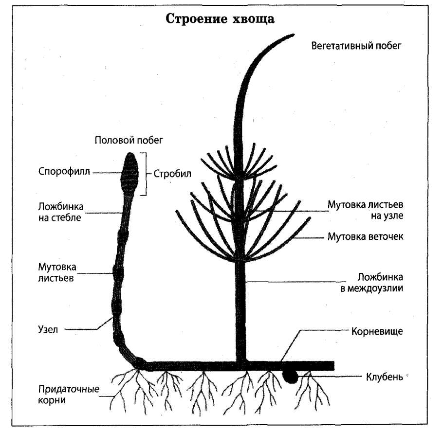 Весенний побег хвоща строение