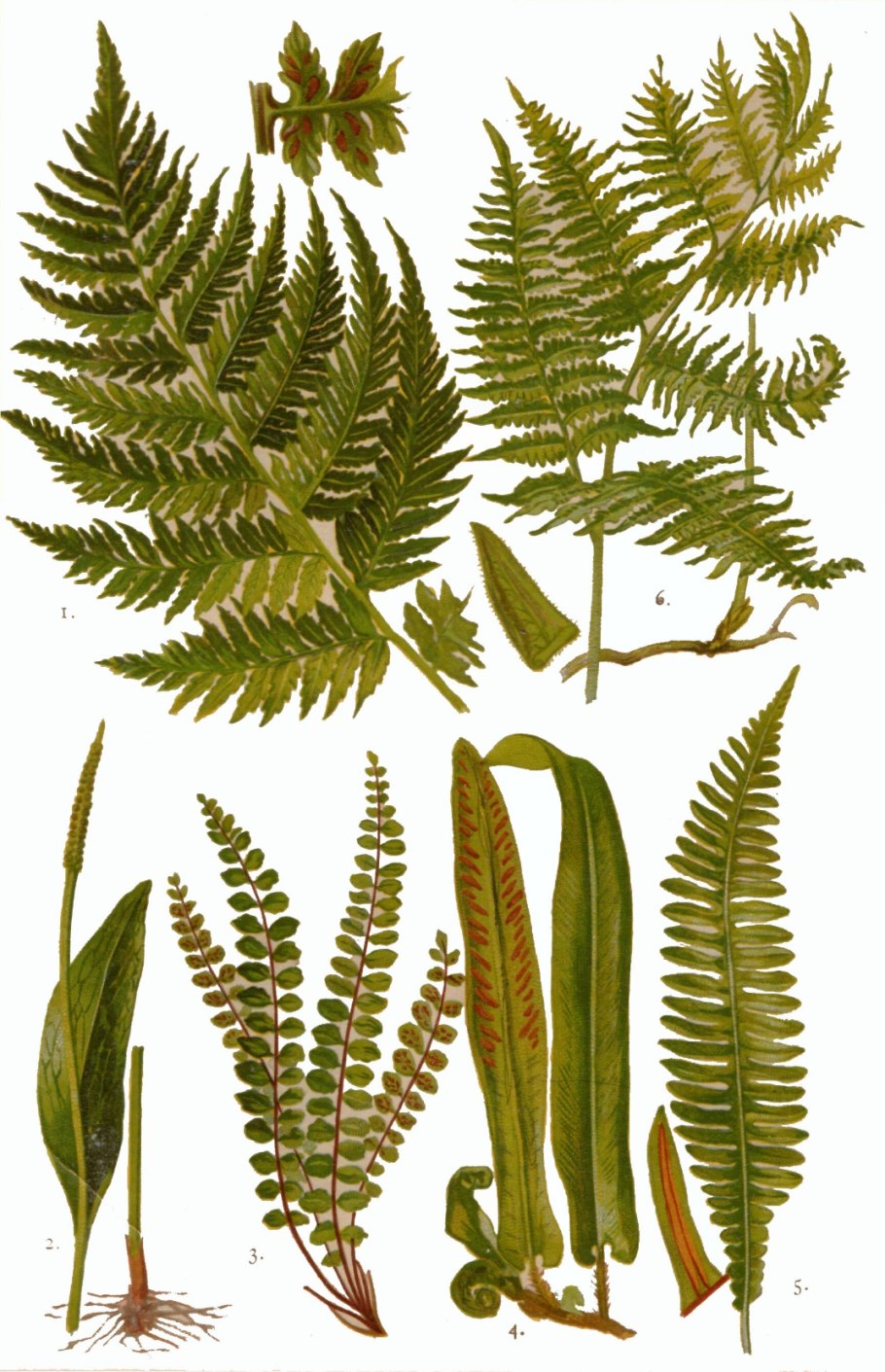 Роголистный папоротник