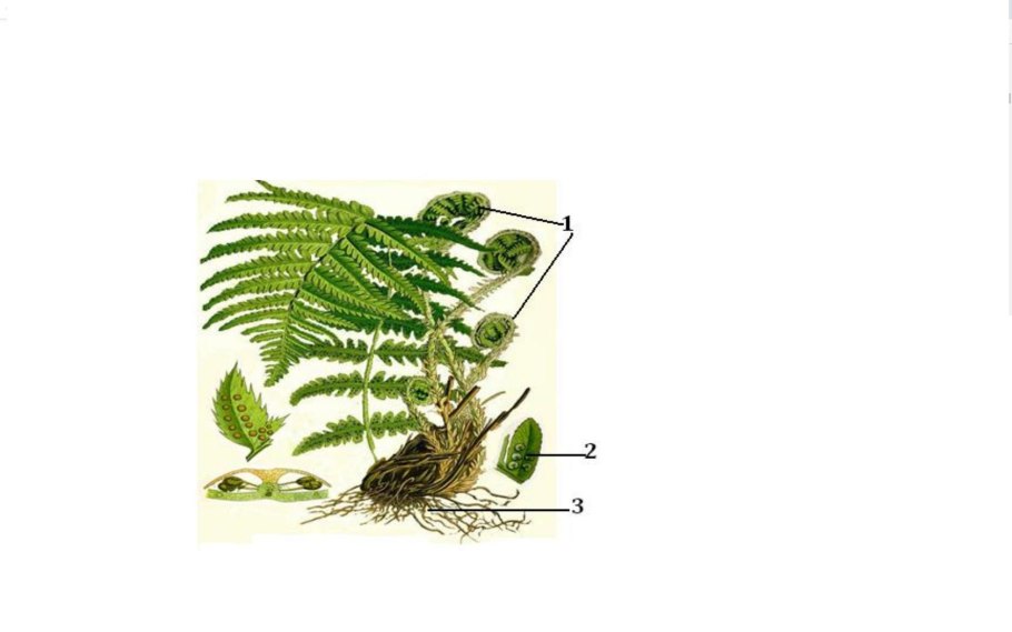 Хвощ большой Equisetum telmateia