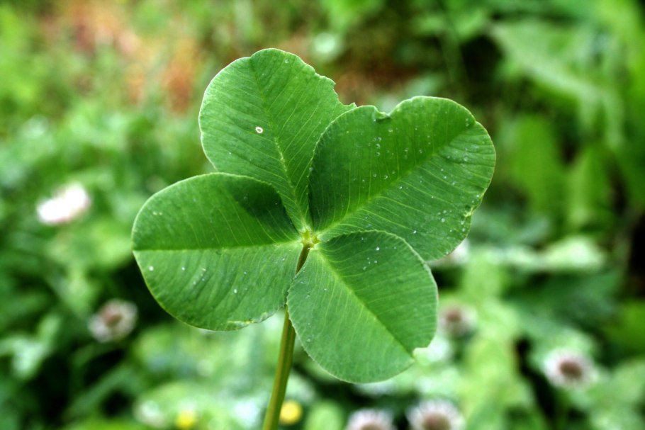 Оксалис Oxalis deppei Iron Cross