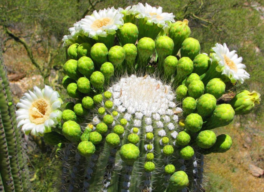 Кактус Сагуаро Северной Америки