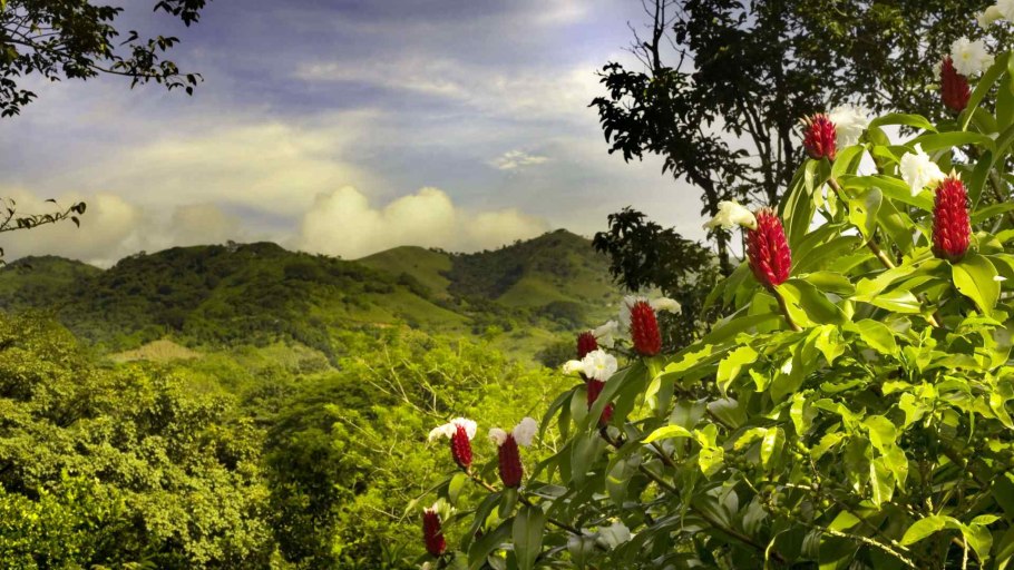 Коста Рика Флора