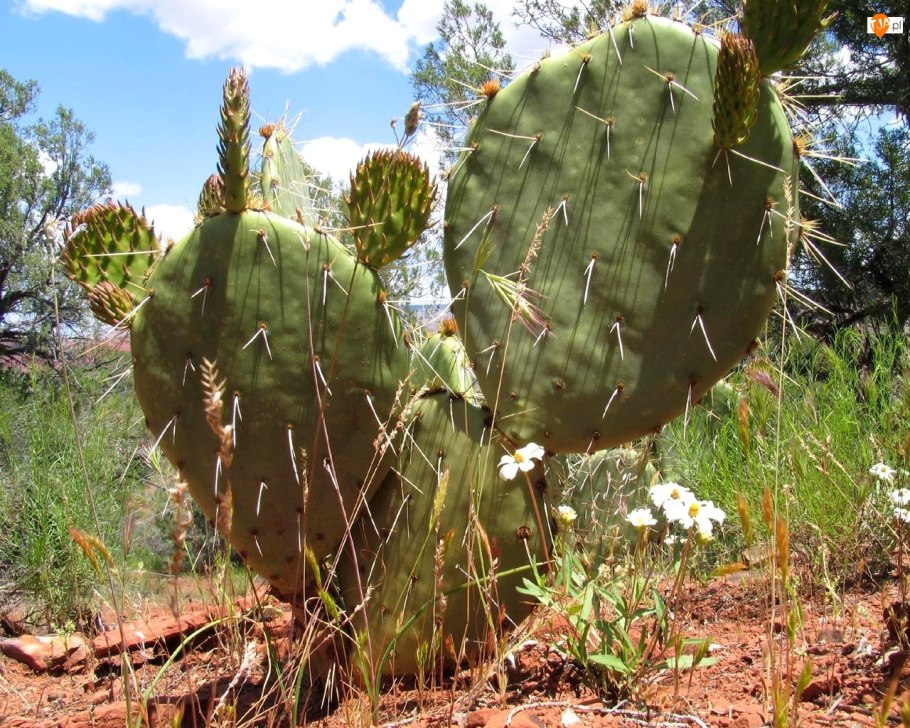 Кактусы Дикая опунции