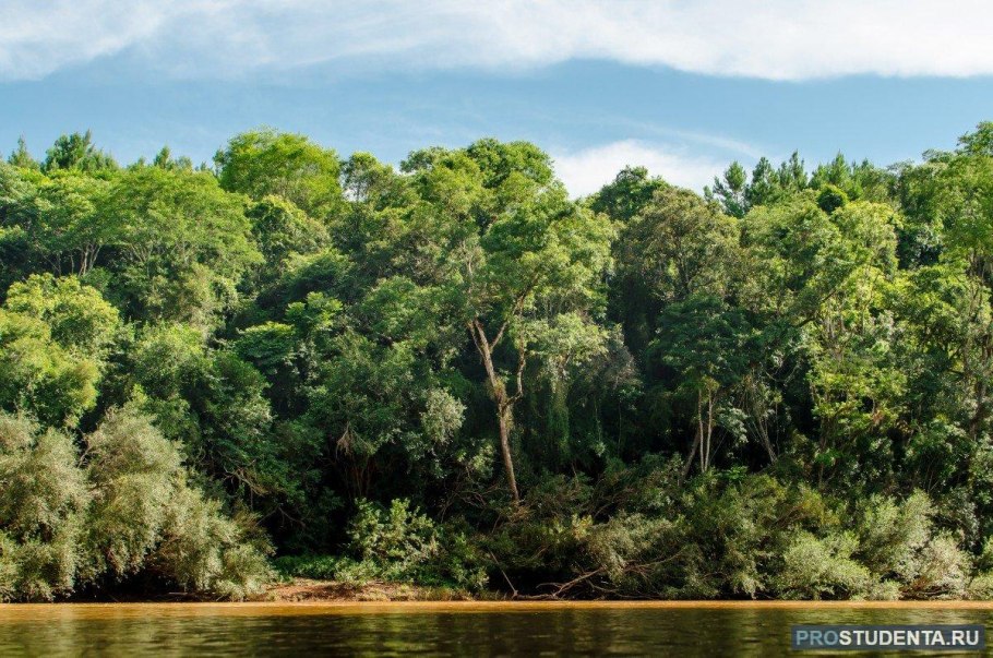 Аргентина Сельва