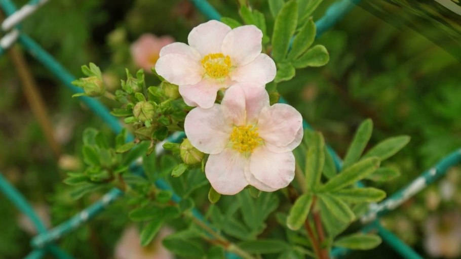 Лапчатка кустарниковая dasiphora fruticosa