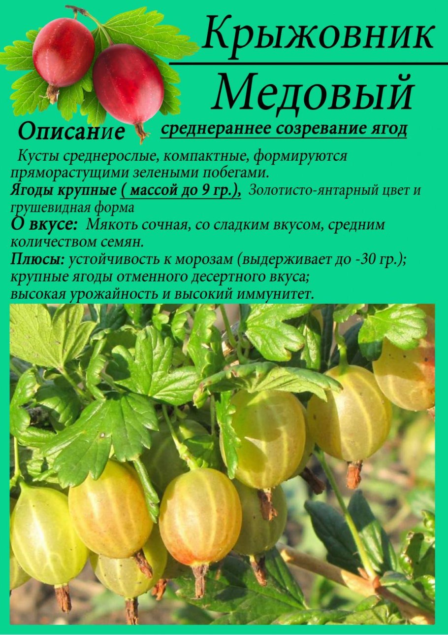 Крыжовник медовый Агалакова