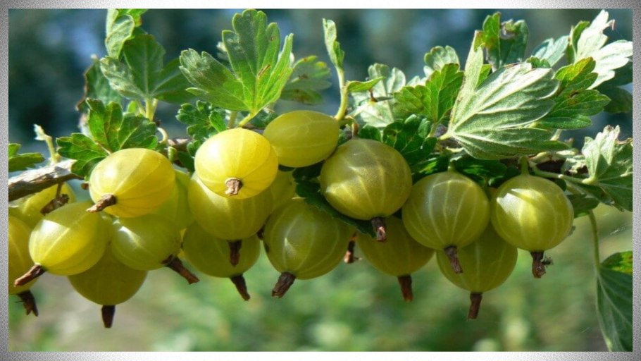 Крыжовник Хиннонмаки Йеллоу