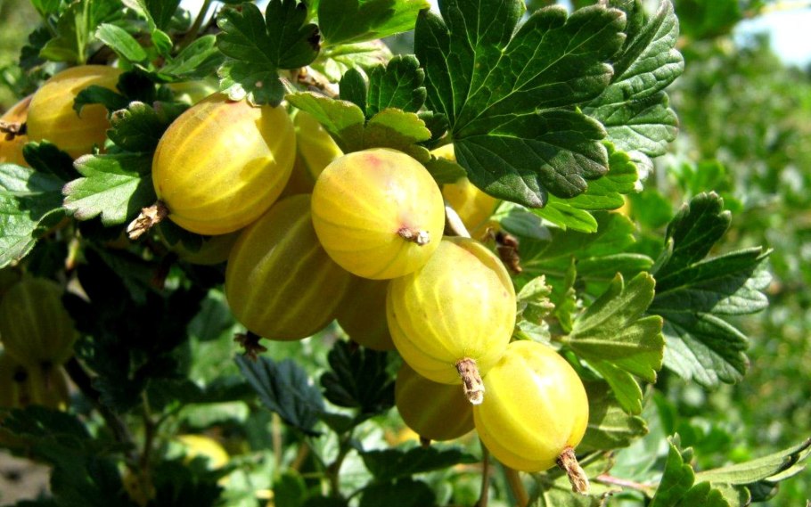 Крыжовник Хаутон