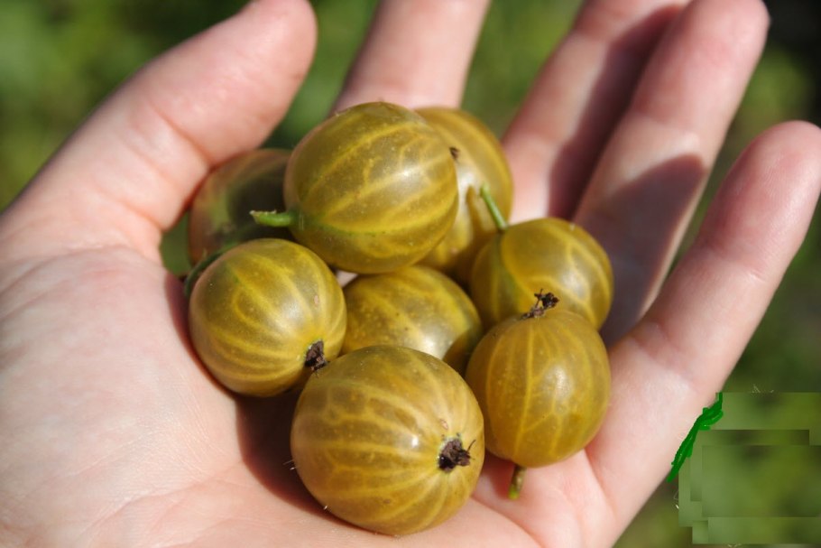 Крыжовник Хиннонмаки Грин