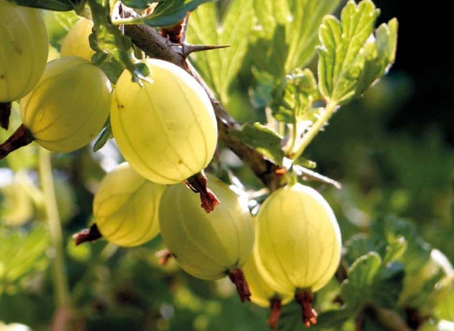 Крыжовник сорт Янтарный