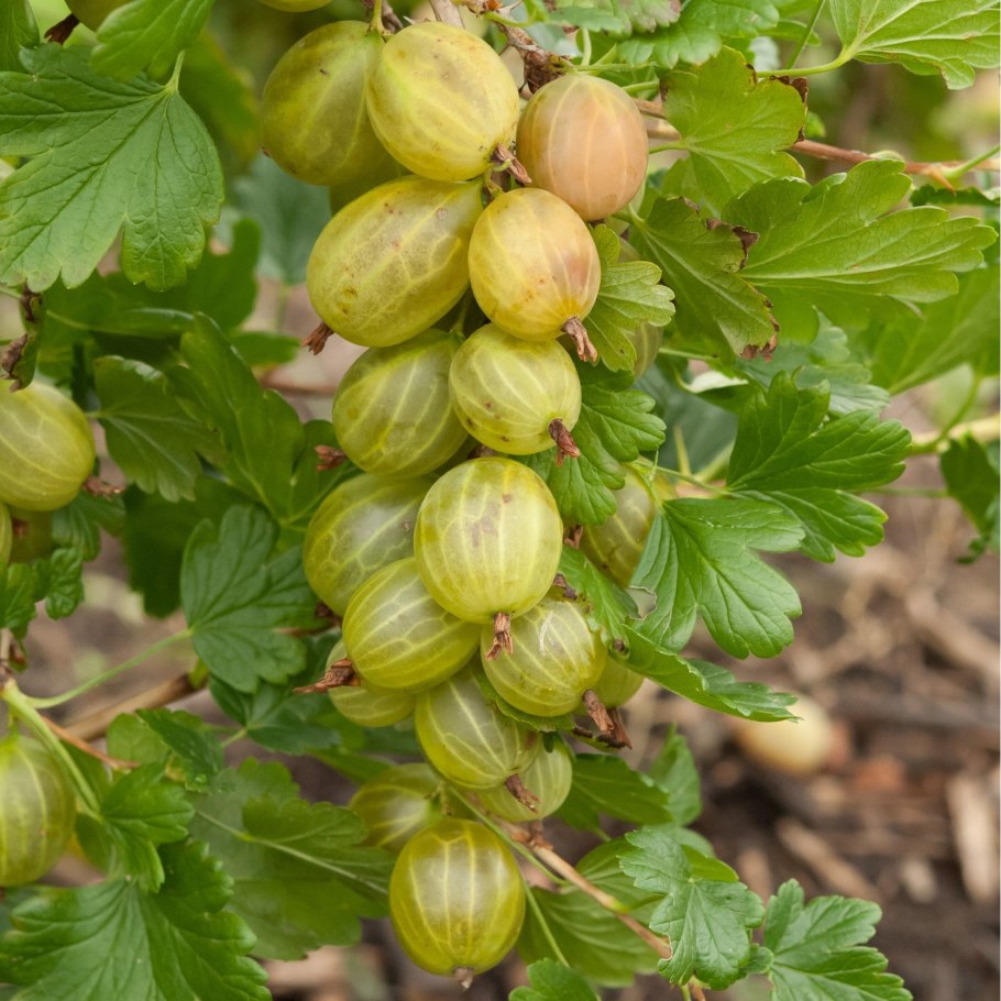 Крыжовник шалун