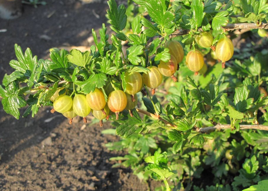 Крыжовник Куршу дзинтарс