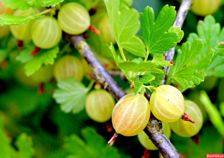 Крыжовник сорт Янтарный