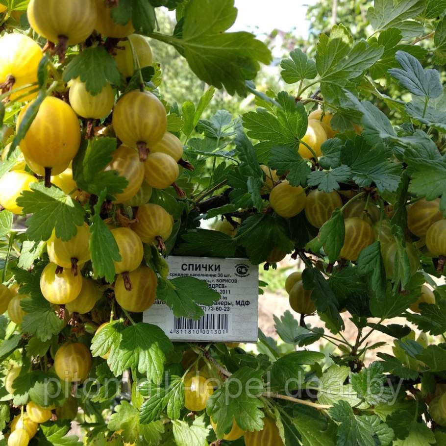 Сладкий раскидистые ветки крыжовника