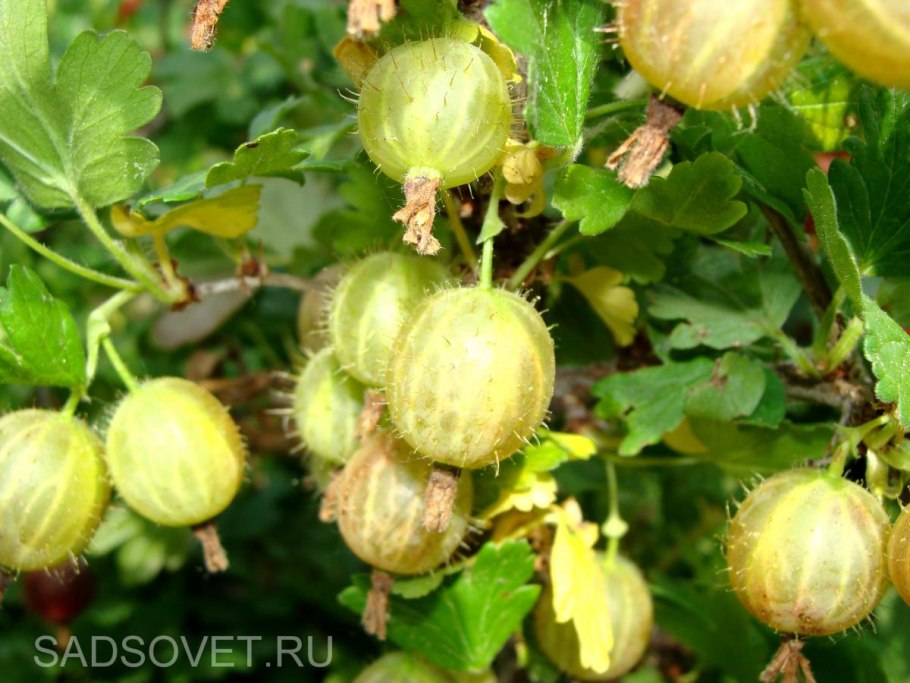 Крыжовник Куршу дзинтарс