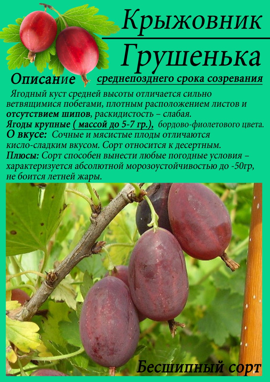 Плод крыжовника