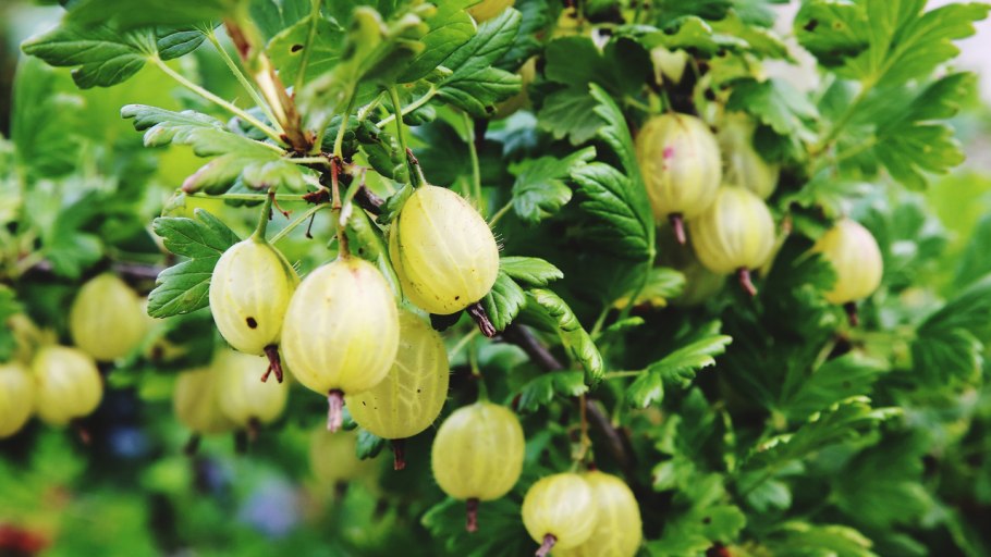 Крыжовник Хоней