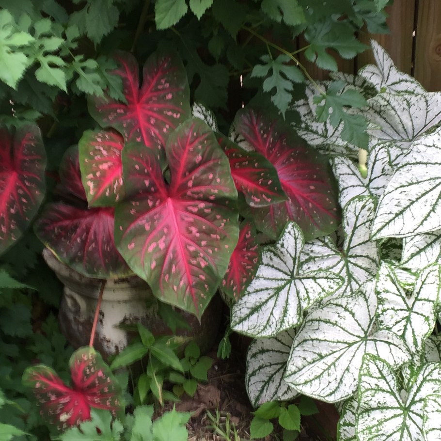 Каладиум Florida Cardinal