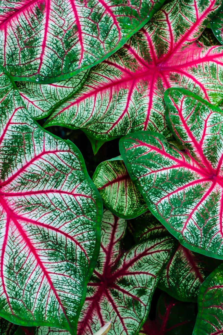 Каладиум Rose Glow