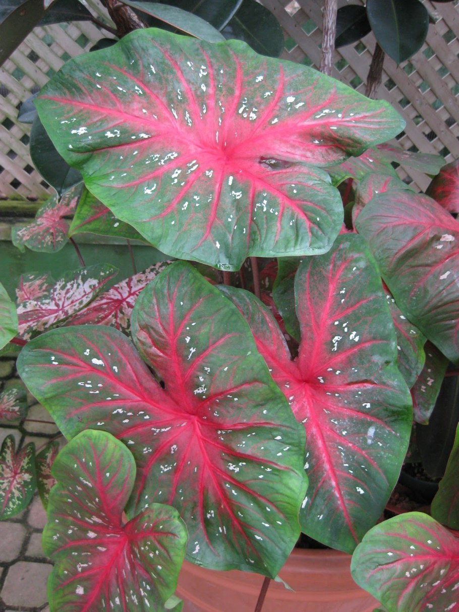 Каладиум Шомбурга