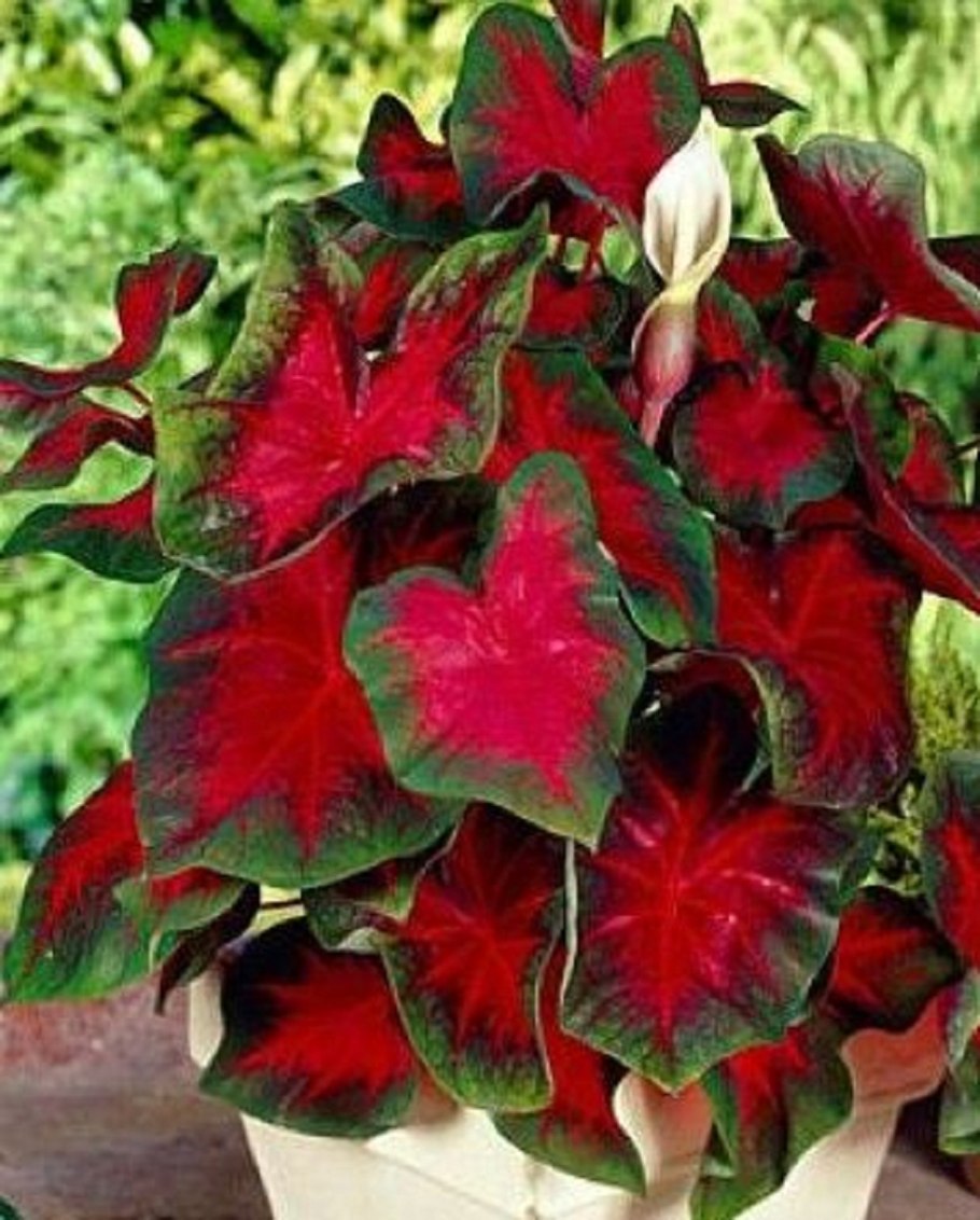 Каладиум Red Flash