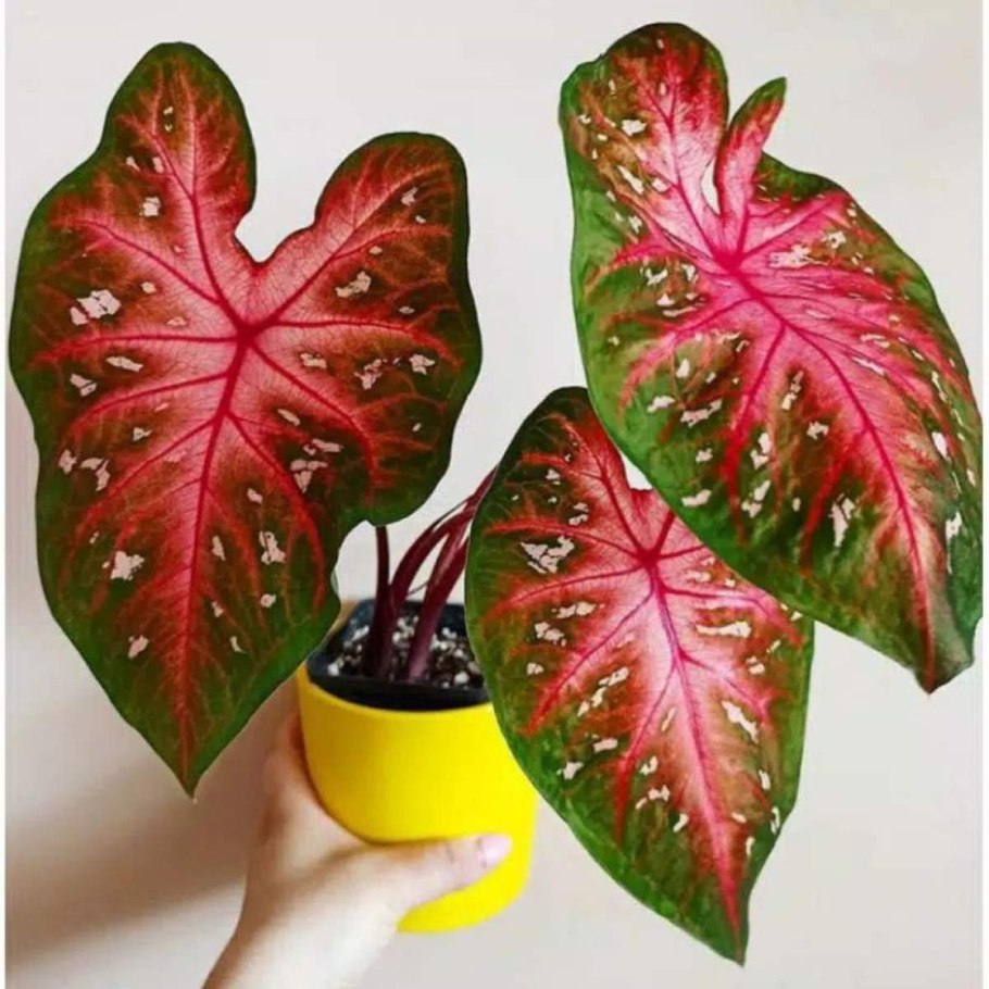 Caladium Red Star