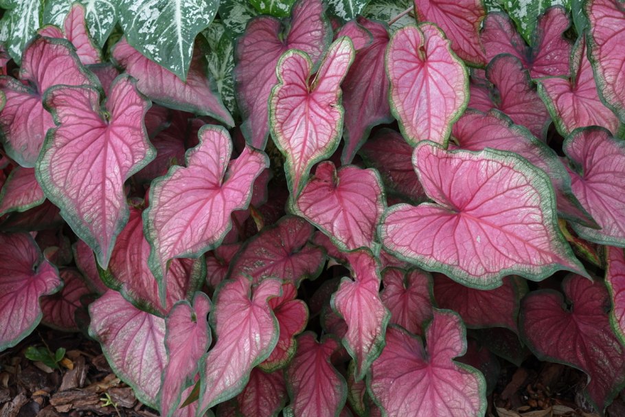 Каладиум Вайт Кристмас