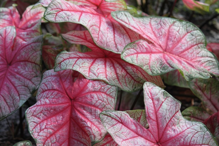 Caladium seguinum растение