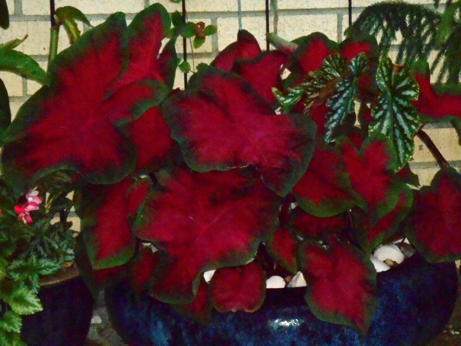 Каладиум ред Раффлз