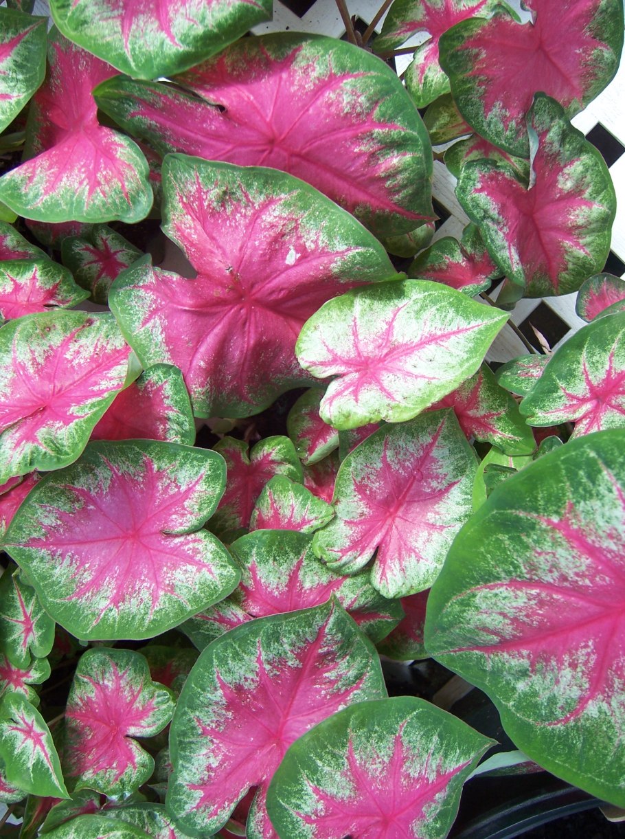 Каладиум Кардинал