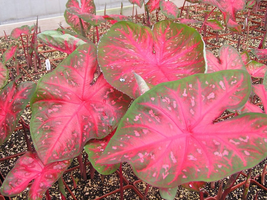 Каладиум Флорида Элис