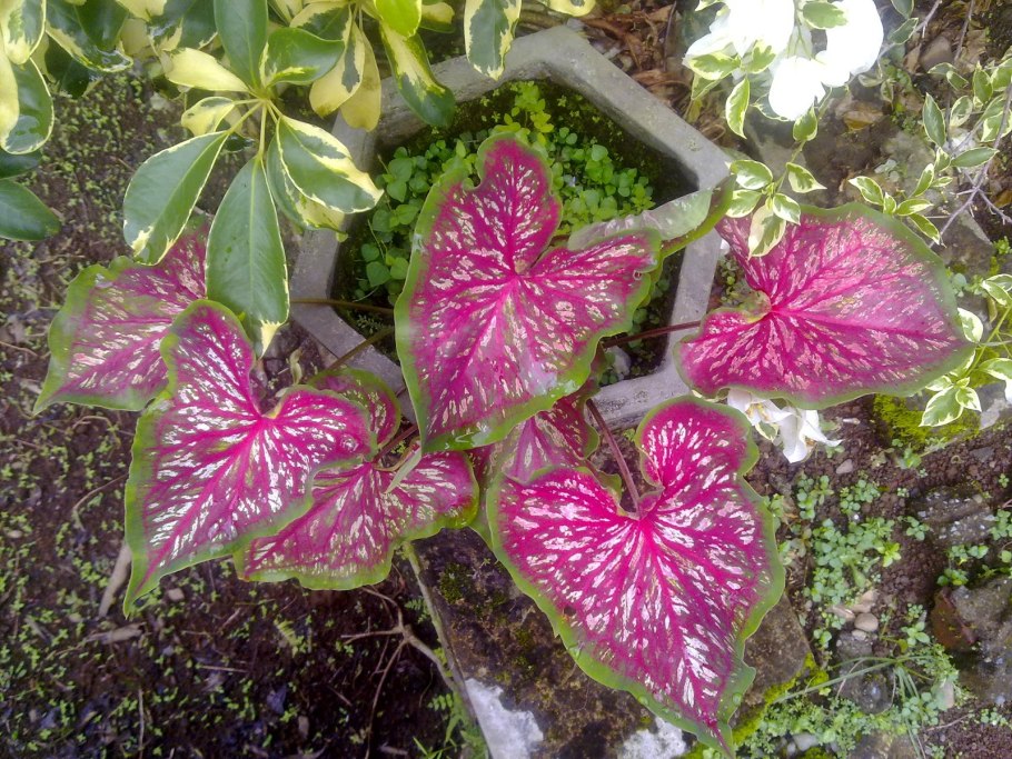 Caladium seguinum растение